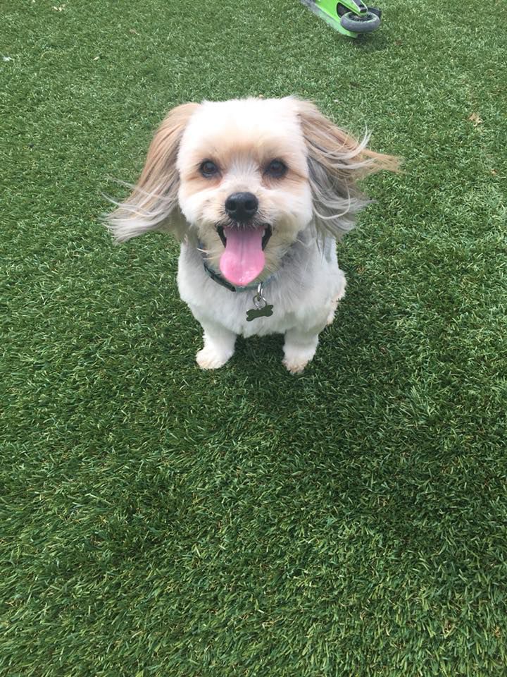 Readers pet photos